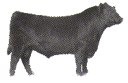 Bull